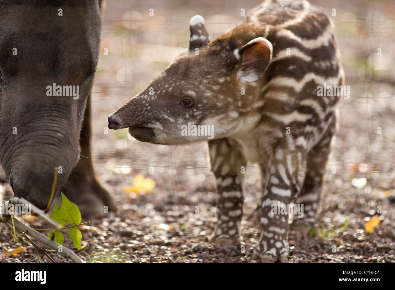 Un bambino tapiro brasiliano nato presso lo Zoo Twycross, Warwickshire, raffigurato con la sua madre. Foto Stock