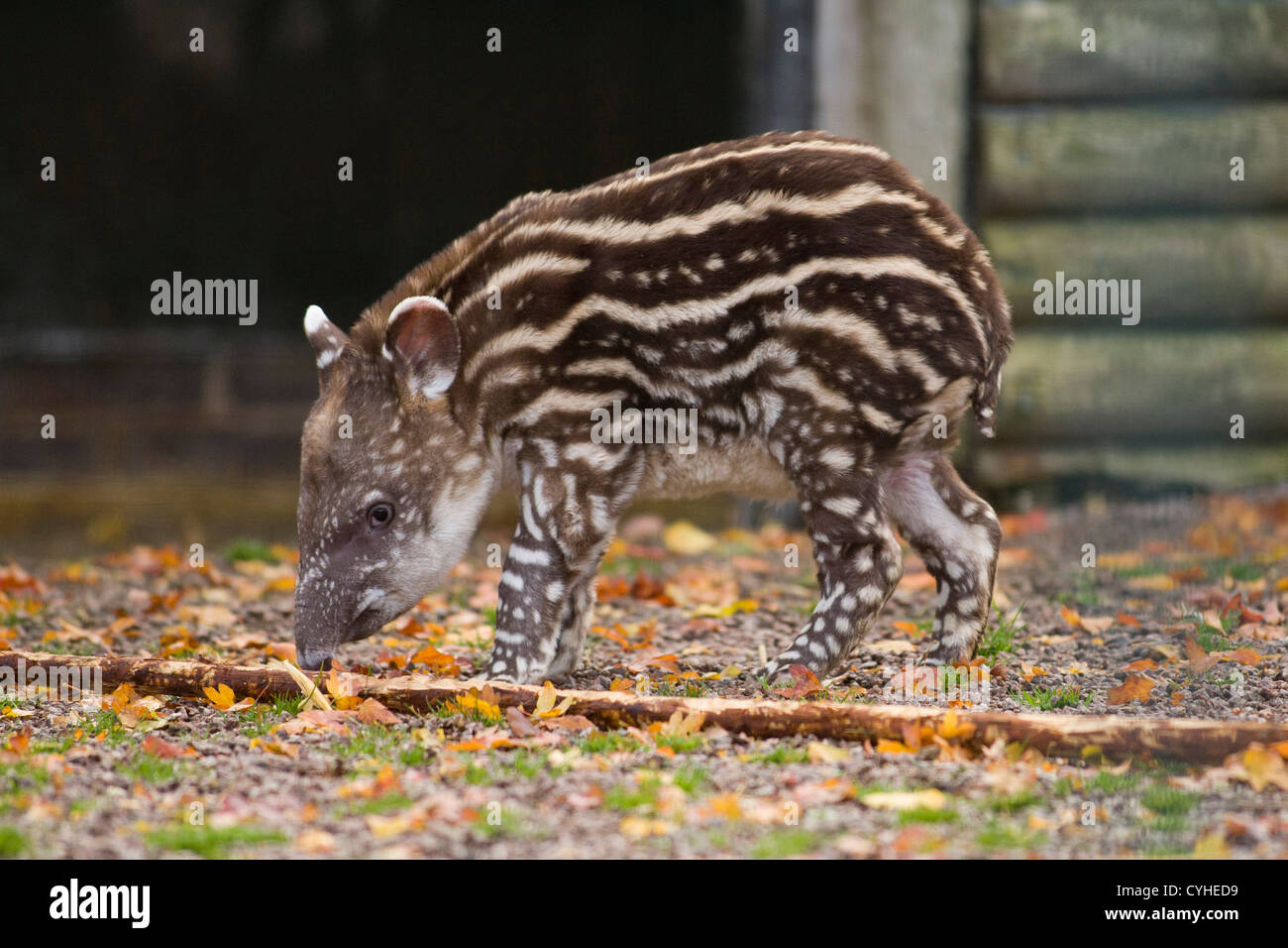 Un bambino tapiro brasiliano nato presso lo Zoo Twycross, Warwickshire. Foto Stock