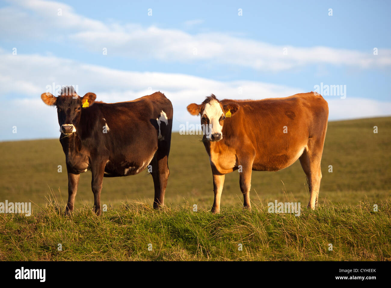 Mucche nel campo Foto Stock