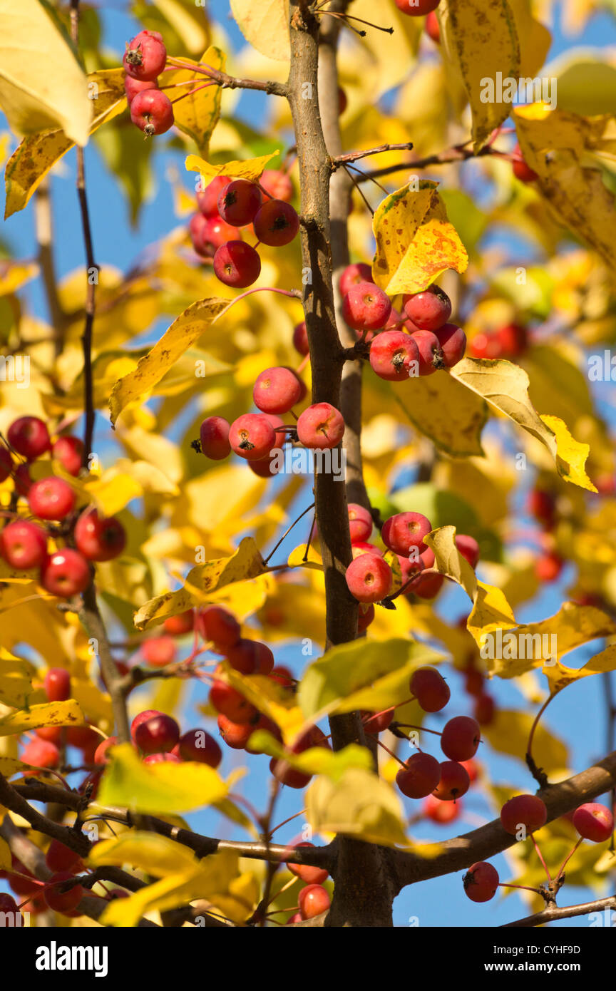 Pearleaf cinese crab apple (malus asiatica) Foto Stock