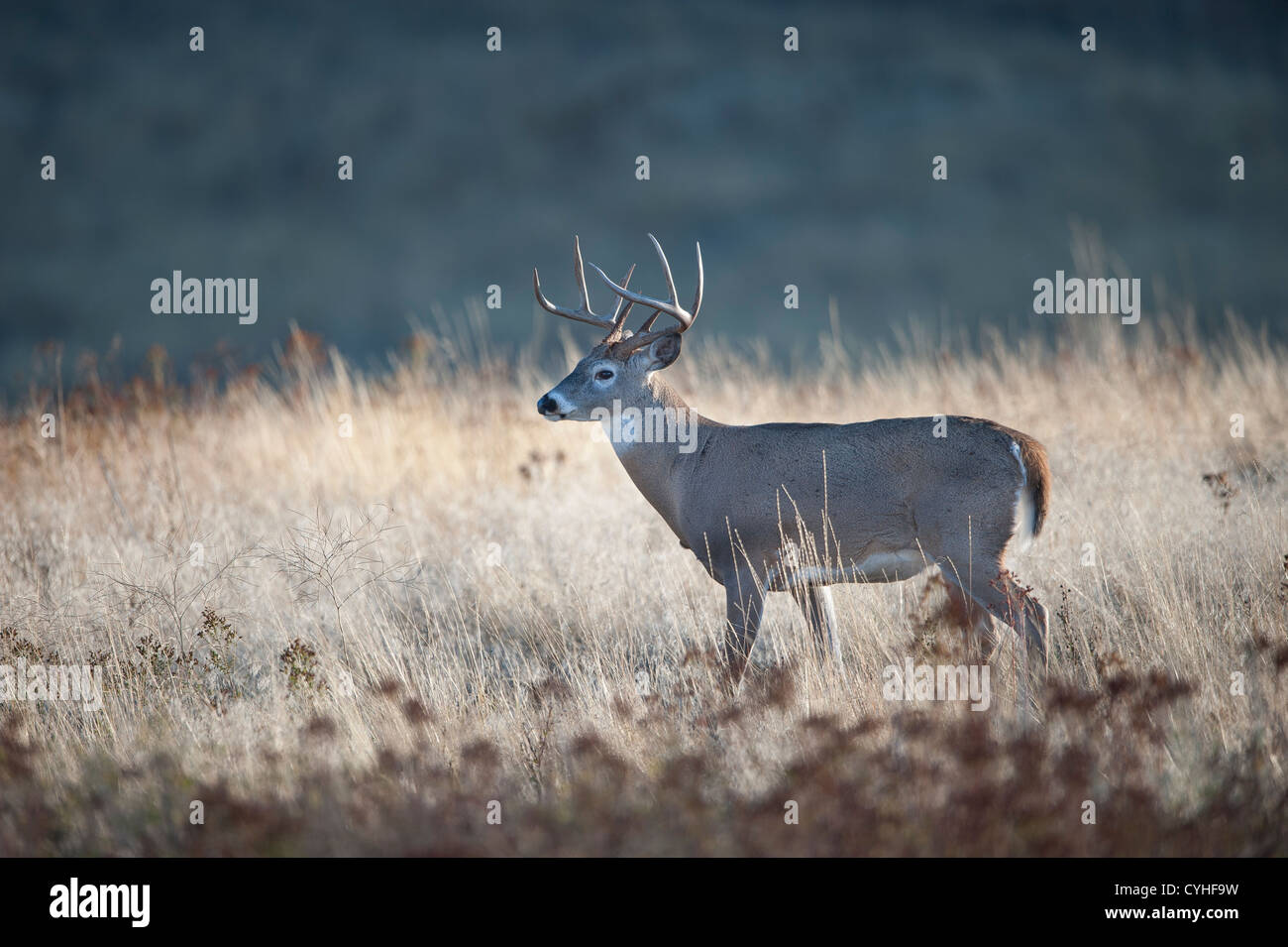 White-tailed Buck in Prati, Western Montana Foto Stock