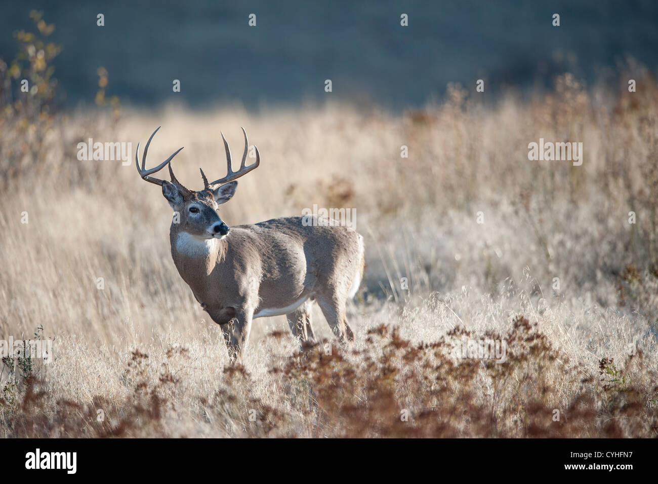 White-tailed Buck in Prati, Western Montana Foto Stock