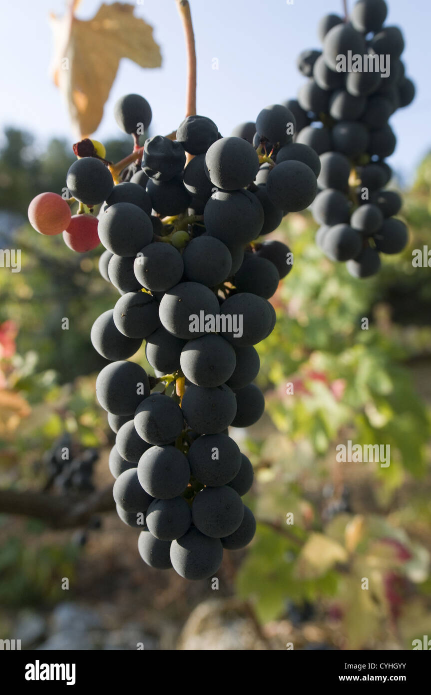 Dettaglio di un vigneto in il Vinho Verde regione, Basto, Portogallo Foto Stock