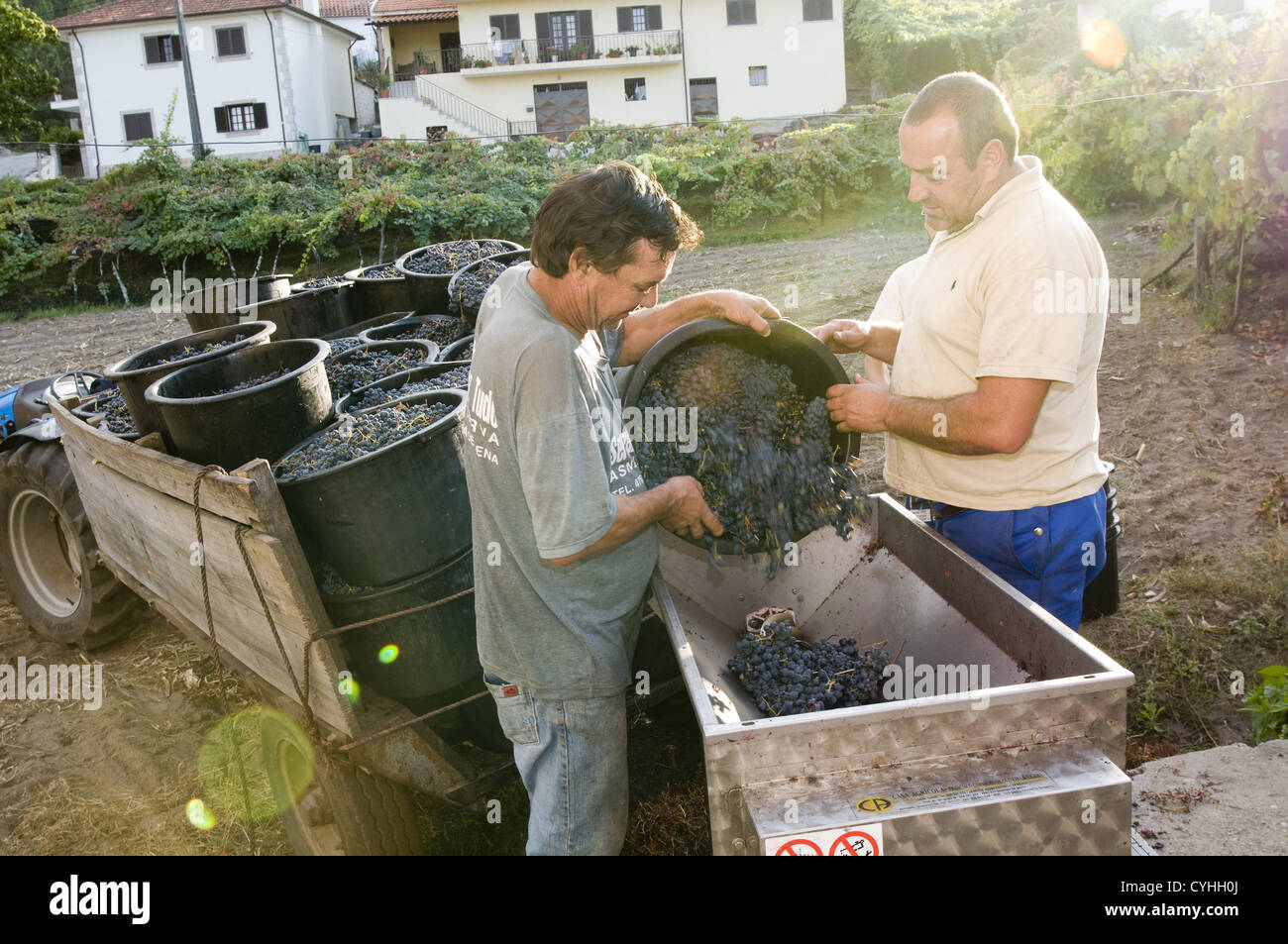 Uomini che assumono le uve per il serbatoio di fermentazione in il Vinho Verde regione nel nord del Portogallo Foto Stock