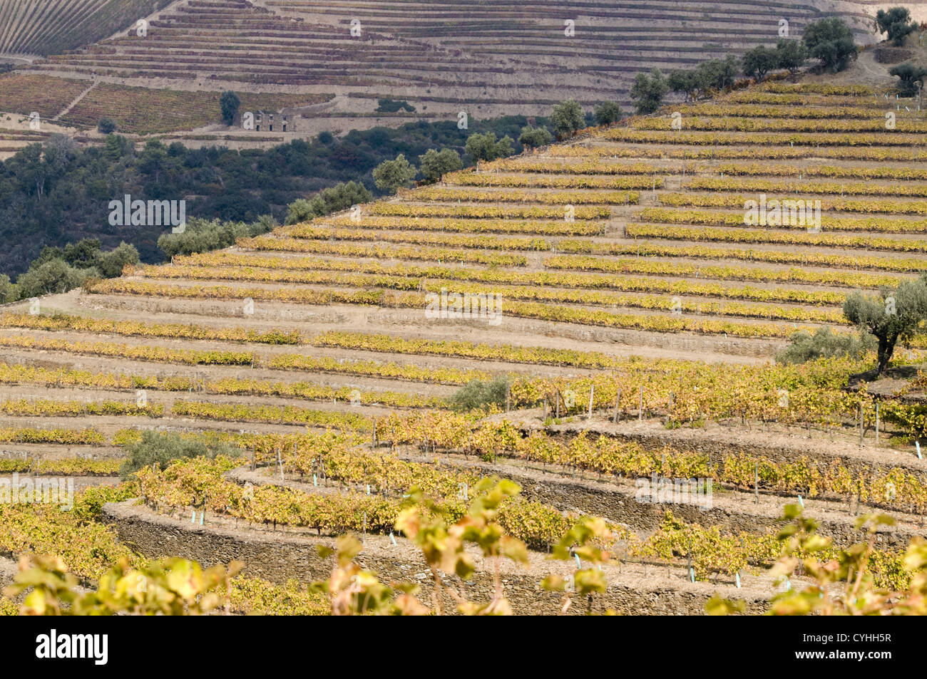 Quinta do Noval vigneti nella regione del Douro, il nord del Portogallo Foto Stock