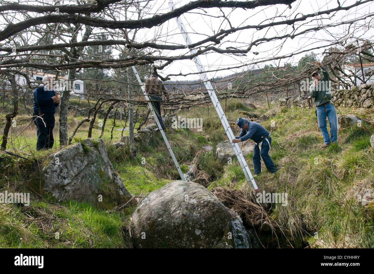 Gli uomini la potatura di vigneti in Vinho Verde regione, Portogallo Foto Stock
