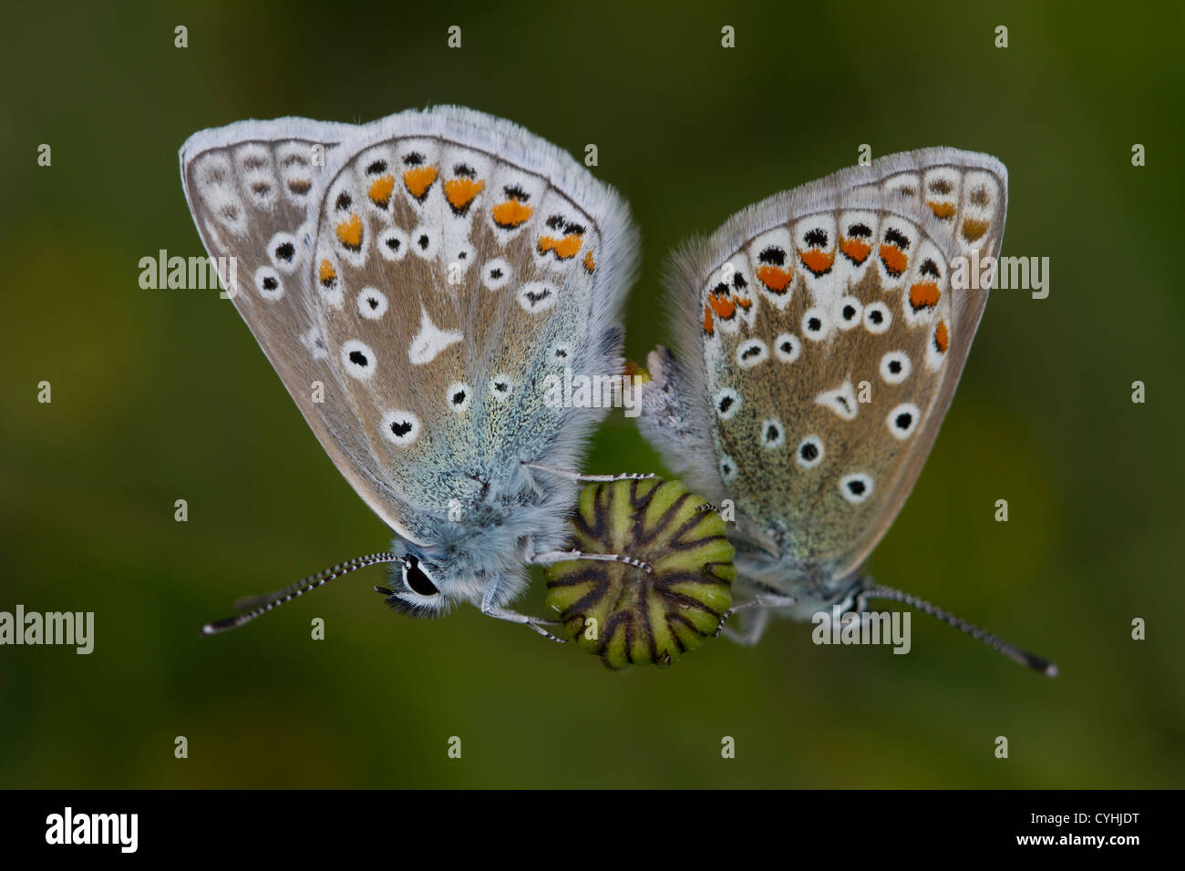 Blues comune su un Oxeye Daisy in un prato di Somerset Foto Stock