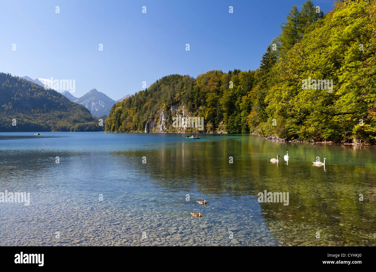 Famiglia di cigni bianchi sul lago Alpsee nelle Alpi, Bavaria Foto Stock