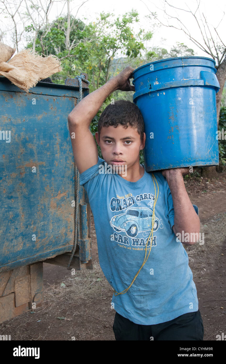 Ragazzo , Lavoro , la raccolta i chicchi di caffè Rodeo, Valle Centrale, Costa Rica Foto Stock