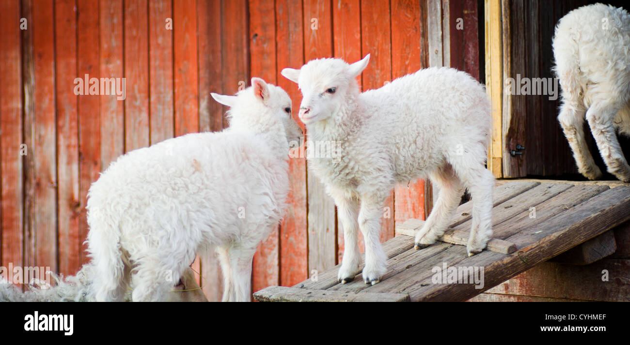 Due agnello in piedi su una tavola di legno e giocare gli uni con gli altri Foto Stock