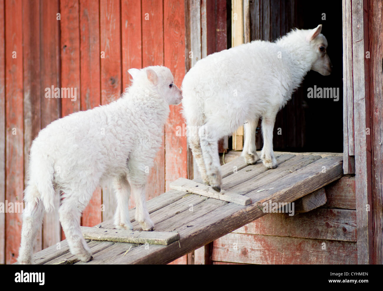 Due graziosi agnelli in piedi su una tavola di legno in attesa di andare all'interno Foto Stock