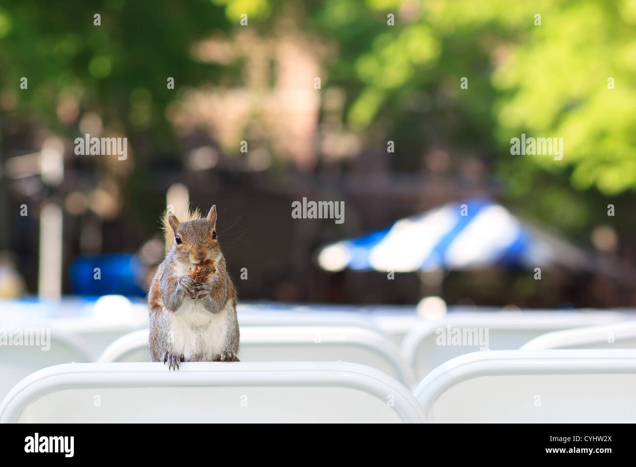 Un giovane scoiattolo mangiare un dado sul retro della sedia Foto Stock