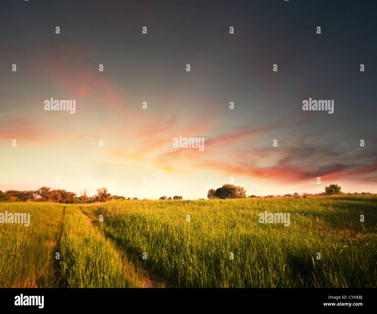 prato all'alba Foto Stock