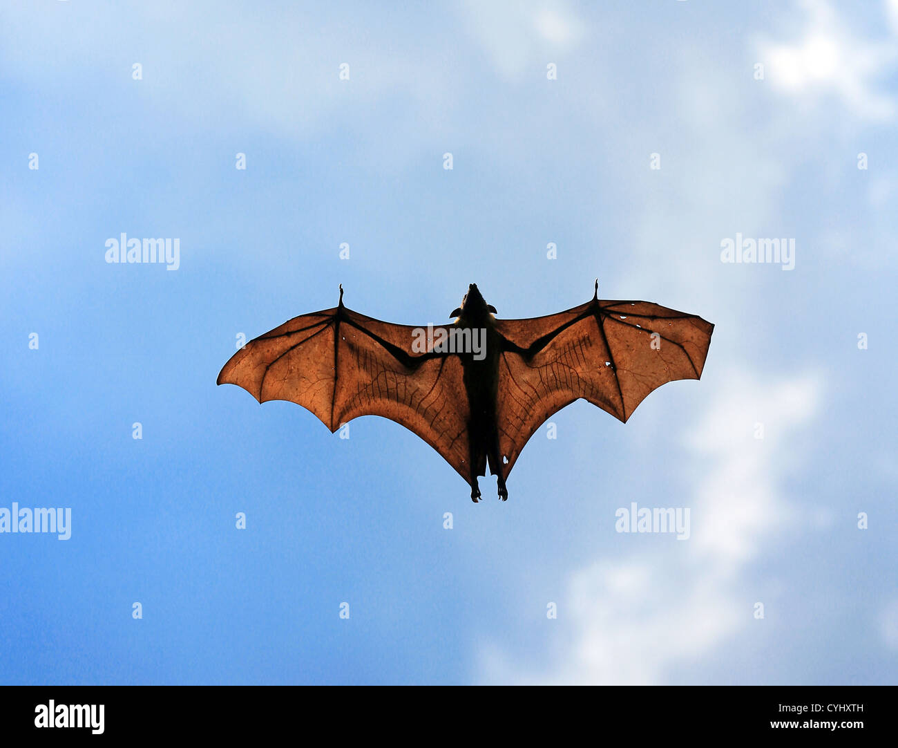 Frutto bat o Flying Fox (pteropus giganteus) in Tissamaharama, Sri Lanka Foto Stock