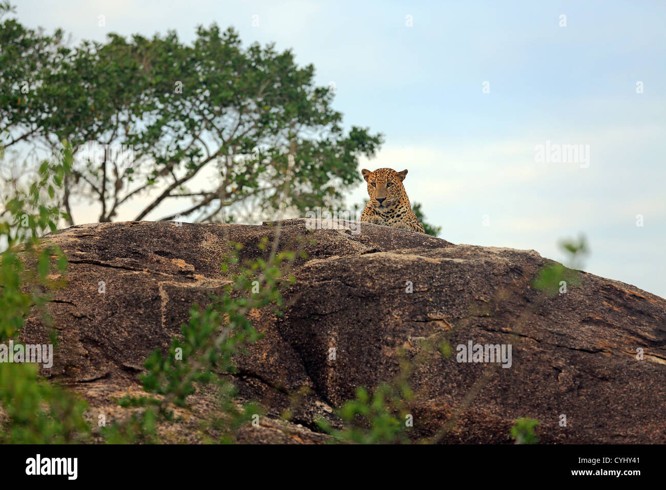 Leopard giacente sulla grande roccia in Yala National Park, Sri Lanka. Foto Stock