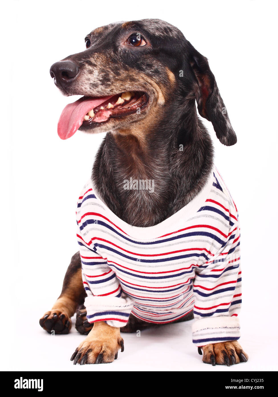 Felice di medie dimensioni cane che indossa una Tshirt guardando un po' sete Foto Stock