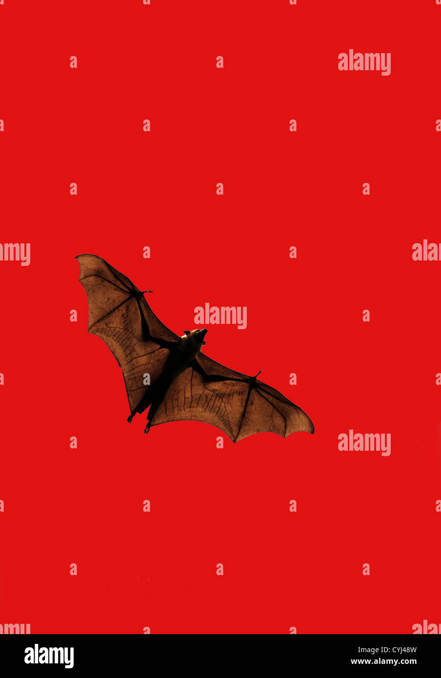 Frutto bat o Flying Fox (pteropus giganteus) contro blood red sky. Foto Stock