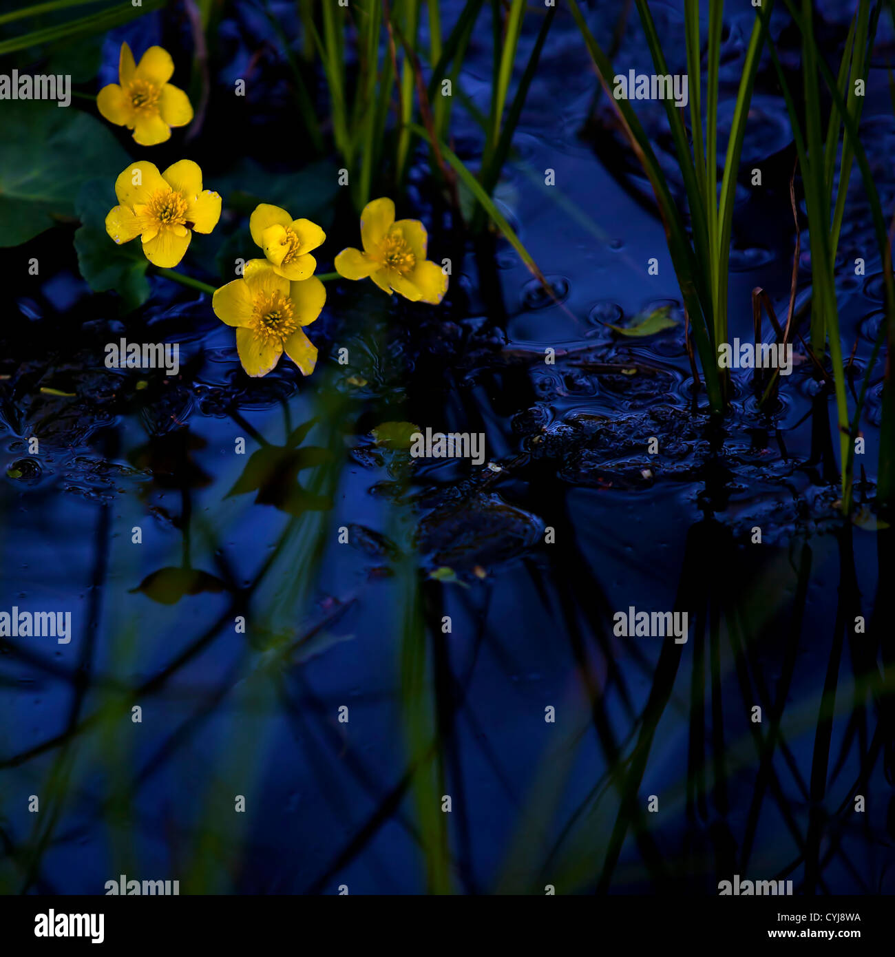 Lesser Celandine con acqua blu in background Foto Stock