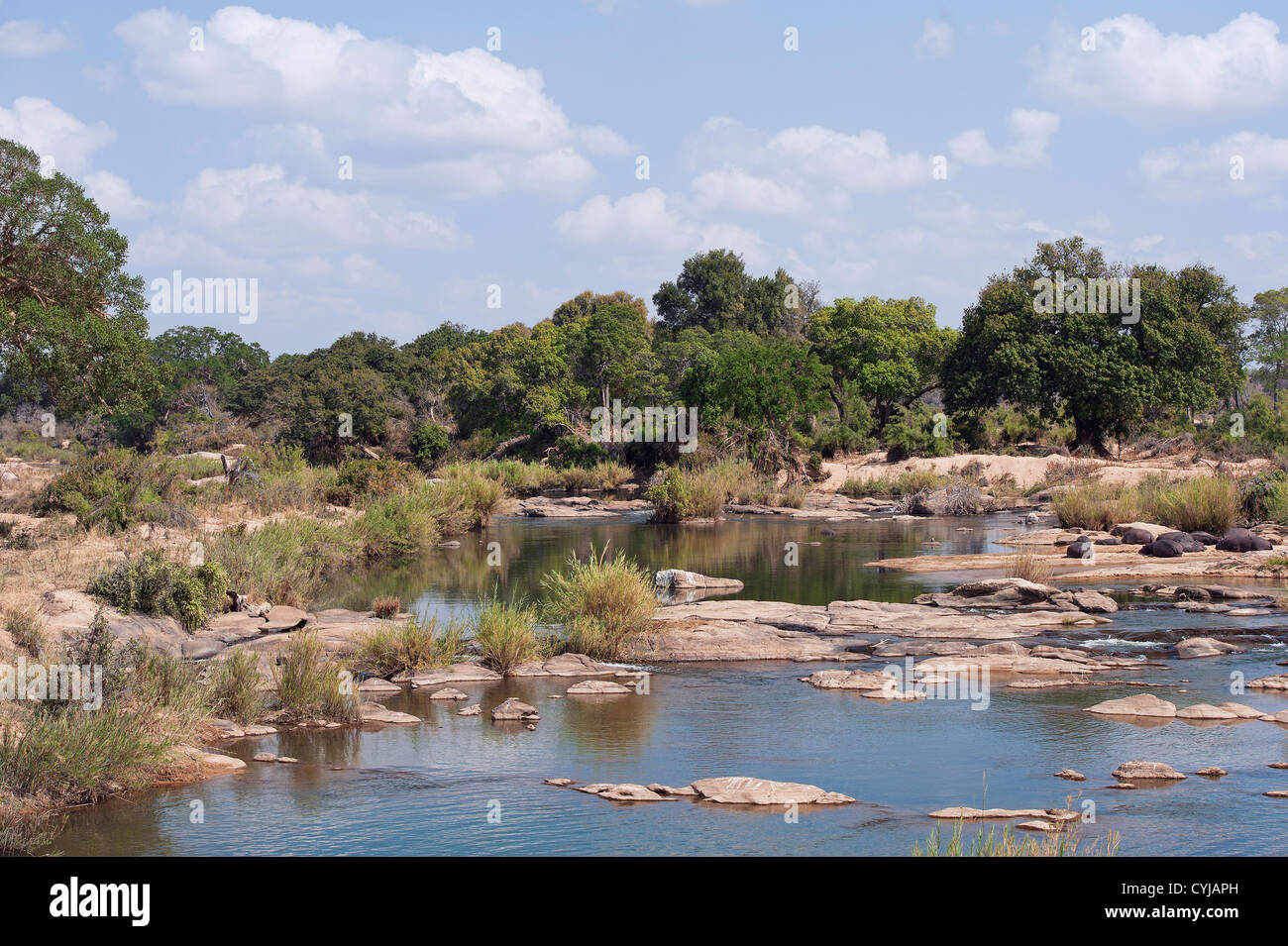 Hippo crogiolarsi sul Sabie River Bank, Kruger National Park, Sud Africa Foto Stock