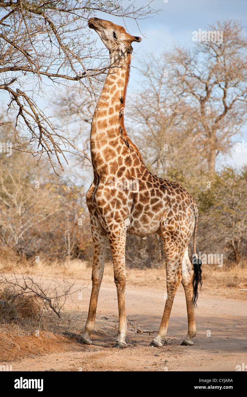 La giraffa alimentazione su alberi di acacia nel Parco Nazionale di Kruger, Sud Africa Foto Stock