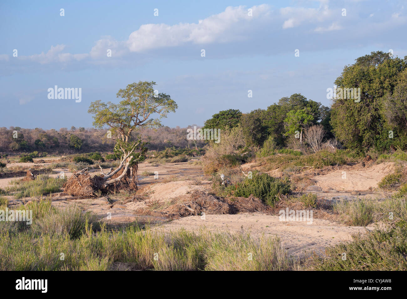 Sabie River bed, Kruger National Park, vicino a Skukuza, Sud Africa Foto Stock