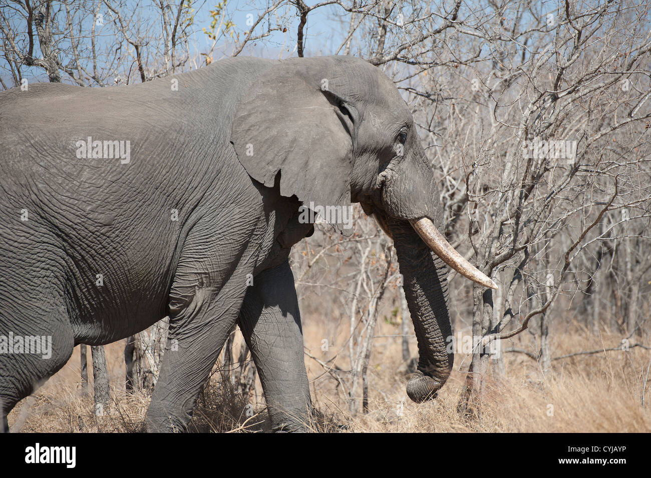 Elefante con zanne nel Kruger National Park, Sudafrica Foto Stock