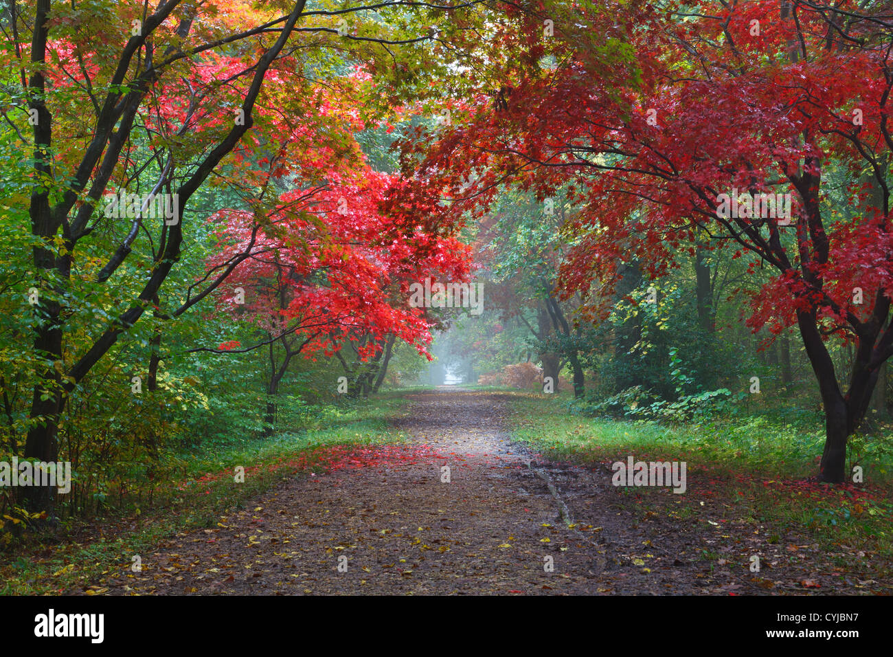 Foto di alberi di acero in Alice Holt foresta nel Surrey in Inghilterra, visualizzando i colori autunnali. Foto Stock