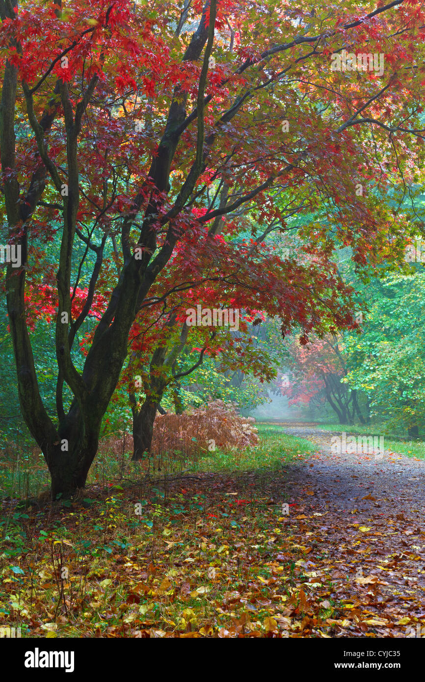 Foto di alberi di acero in Alice Holt foresta nel Surrey in Inghilterra, visualizzando i colori autunnali. Foto Stock