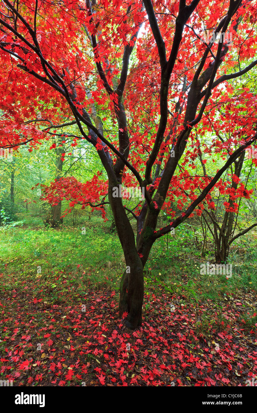 Un albero di Acero in Alice Holt forest visualizzazione di colori autunnali con Bright Foglie rosse. Foto Stock