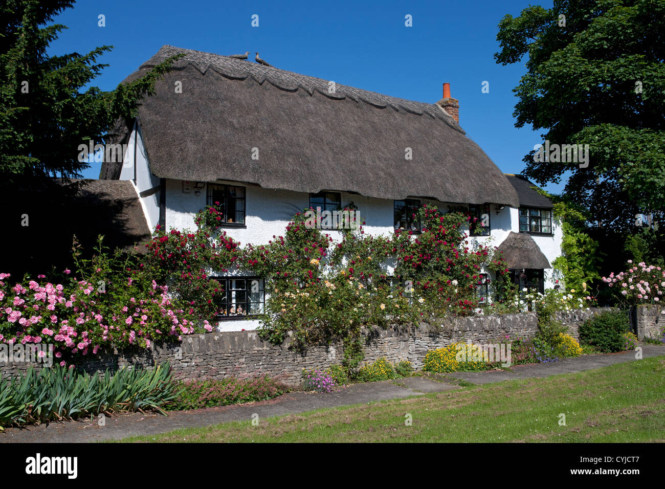 Piuttosto tipico inglese cottage con il tetto di paglia coperto in estate le rose, Oxford, Inghilterra Foto Stock