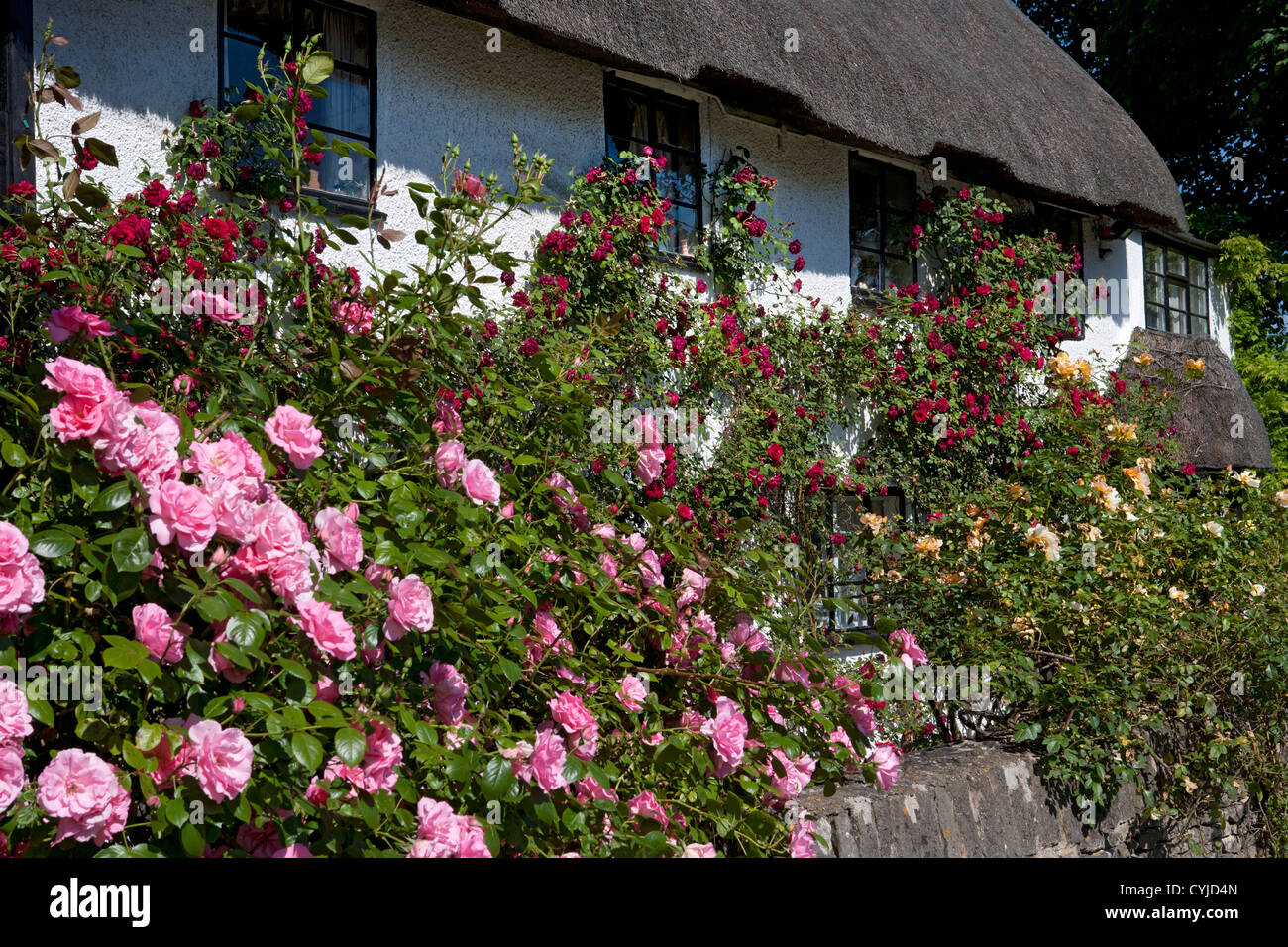 Piuttosto tipico inglese cottage con il tetto di paglia coperto in estate le rose, Oxford, Inghilterra Foto Stock