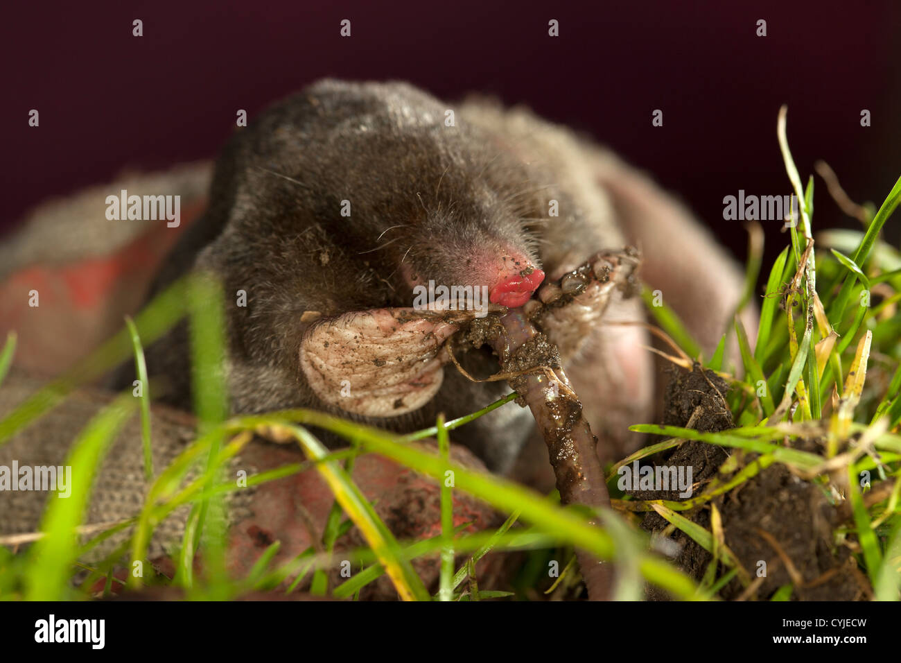 Vista ravvicinata di un comune Live Mole Talpa europaea mangiare un verme mentre viene prelevato da un giardiniere REGNO UNITO Foto Stock