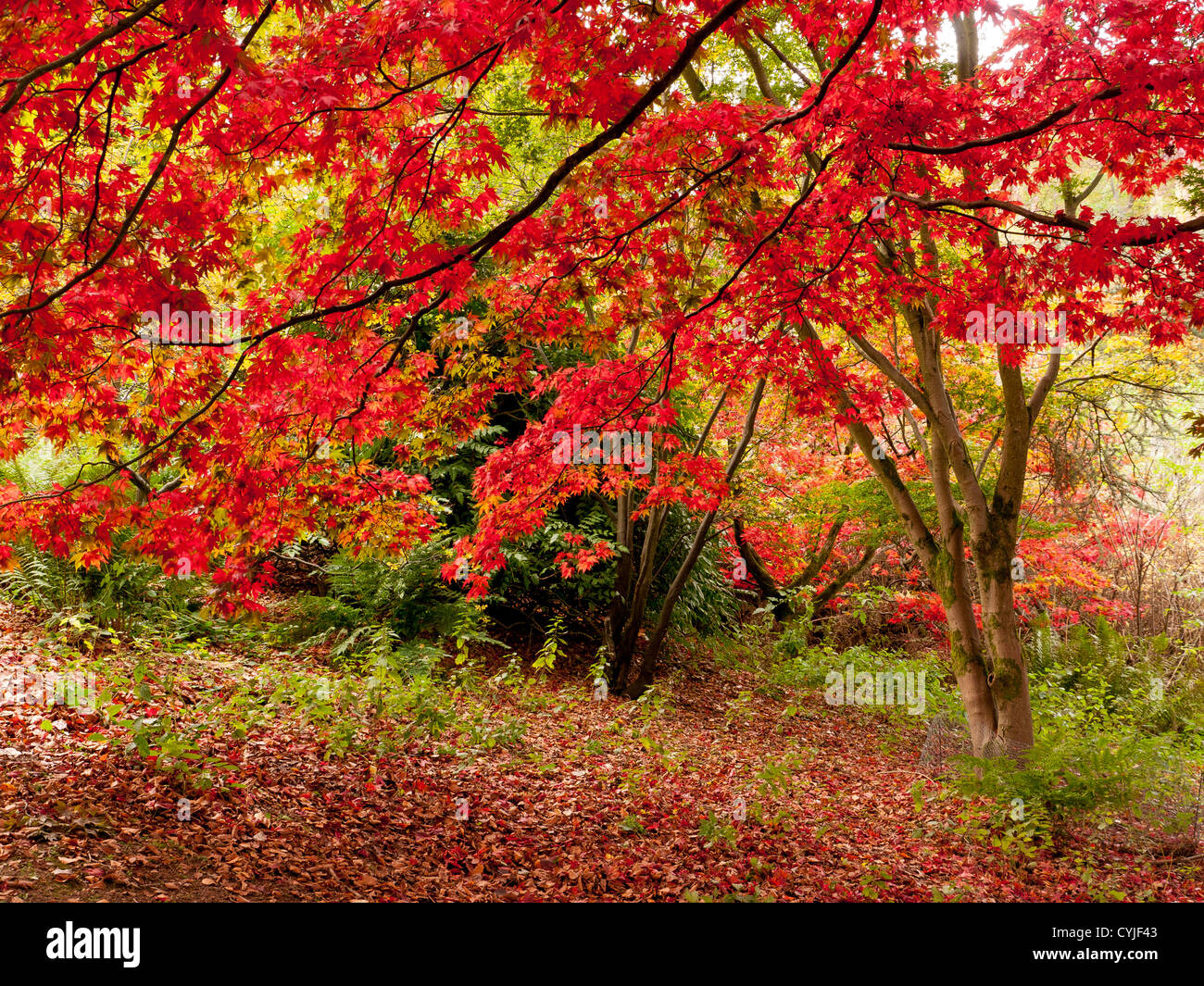 Acer alberi e foglie, nome comune Maple, in pieno autunno sfondo a colori in Winkworth Arboretum, Surrey, Regno Unito Foto Stock