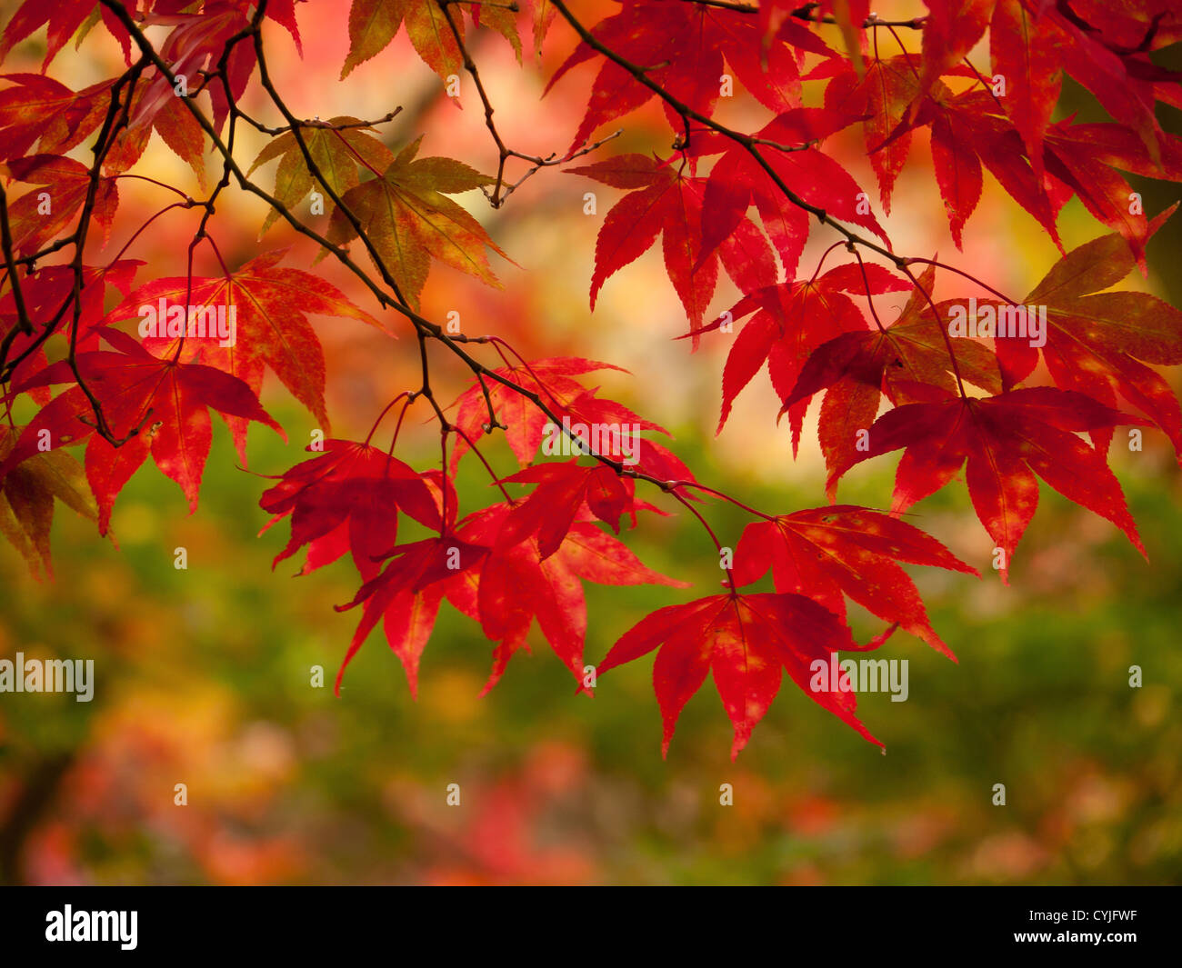 Foglie Acer, nome comune Maple, in pieno autunno sfondo a colori in Winkworth Arboretum, Surrey, Regno Unito Foto Stock