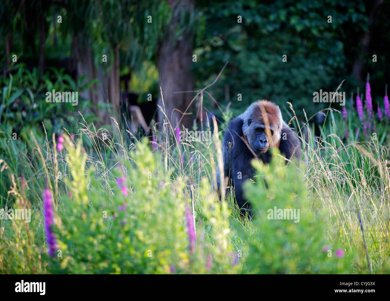 Gorilla presso lo Zoo di Londra Regent Park, Inghilterra, Gran Bretagna, Regno Unito, Europa Foto Stock