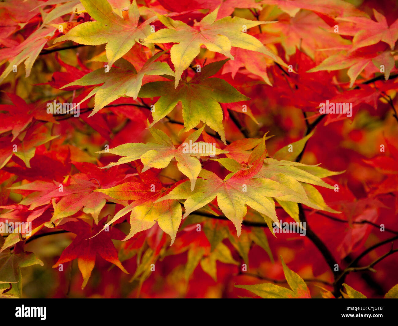Foglie Acer, nome comune Maple, in pieno colore autunno in Winkworth Arboretum, Surrey, Regno Unito Foto Stock