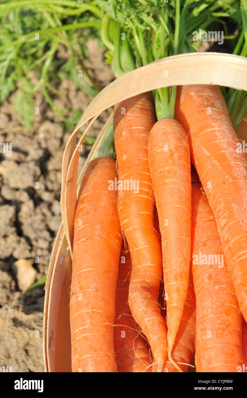 Mazzetto di carote in un cestello Foto Stock