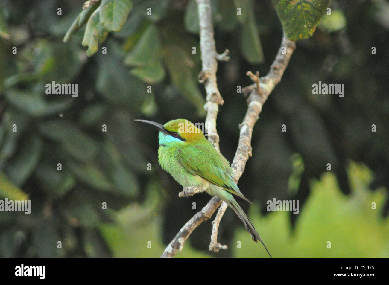 Green gruccione uccelli nel parco nazionale Yala, Sri Lanka Foto Stock