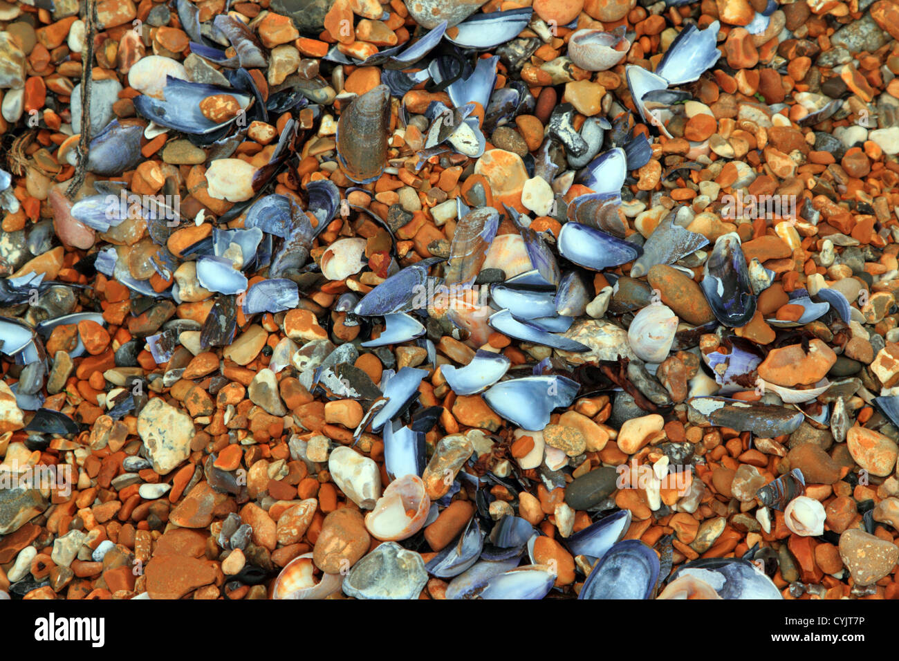 Svuotare i serbatoi di cozze e ciottoli su una spiaggia di Pevensey nel Sussex England Regno Unito Foto Stock