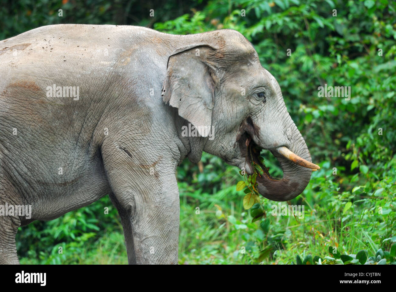 Bella bull Elefante asiatico (Elephas maximus) al Thai parco nazionale Foto Stock