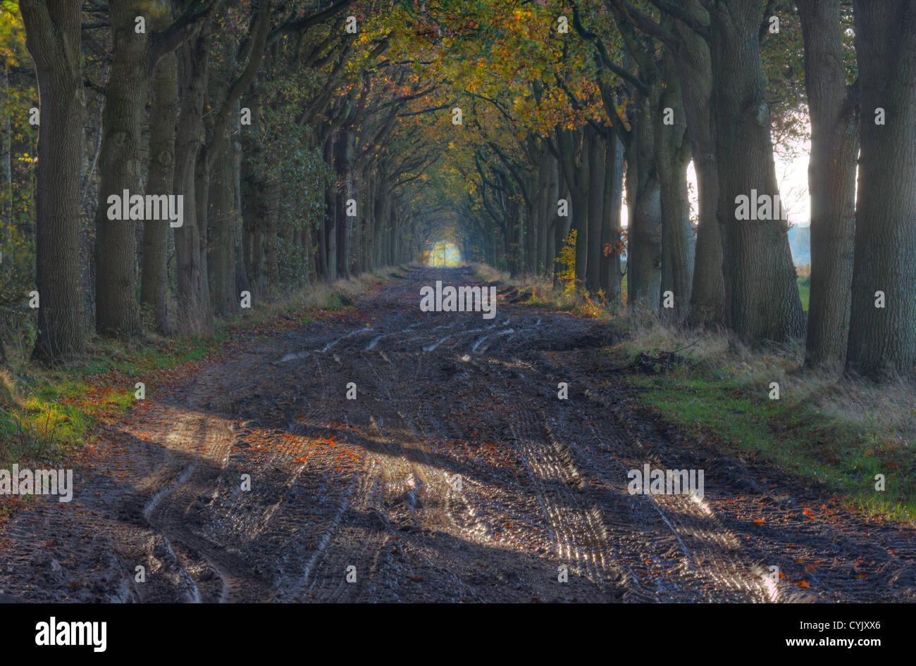 Un paese fangoso road con tracce di auto in autunno, rosso settentrionale leccio (Quercus rubra) nei colori dell'autunno. Foto Stock