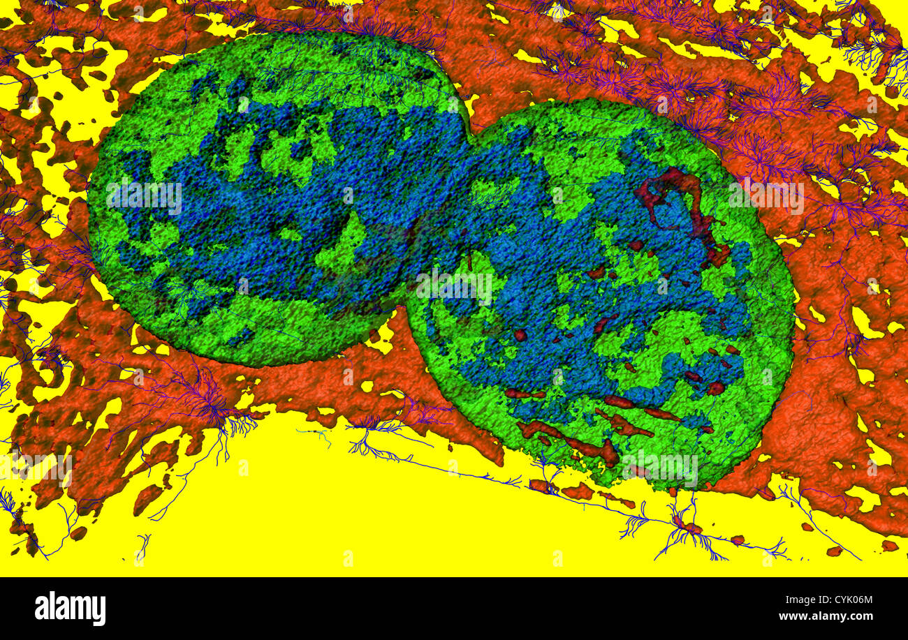 Microfilamenti, mitocondri e nuclei in una divisione di cellule di fibroblasto Foto Stock