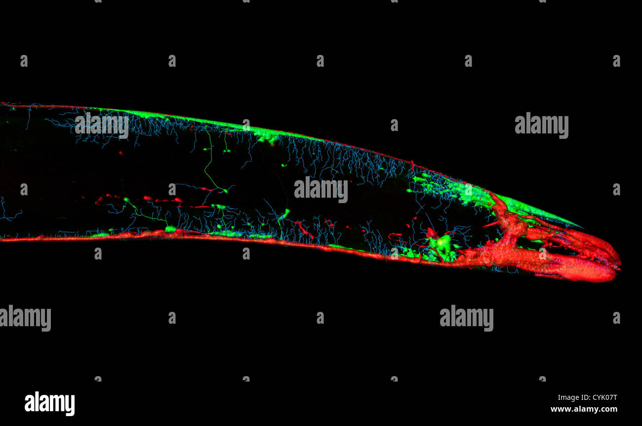 Caenorhabditis elegans, un libero-vivente trasparente (nematodi nematode), circa 1 mm di lunghezza. Microscopia Confocale a scansione laser Foto Stock