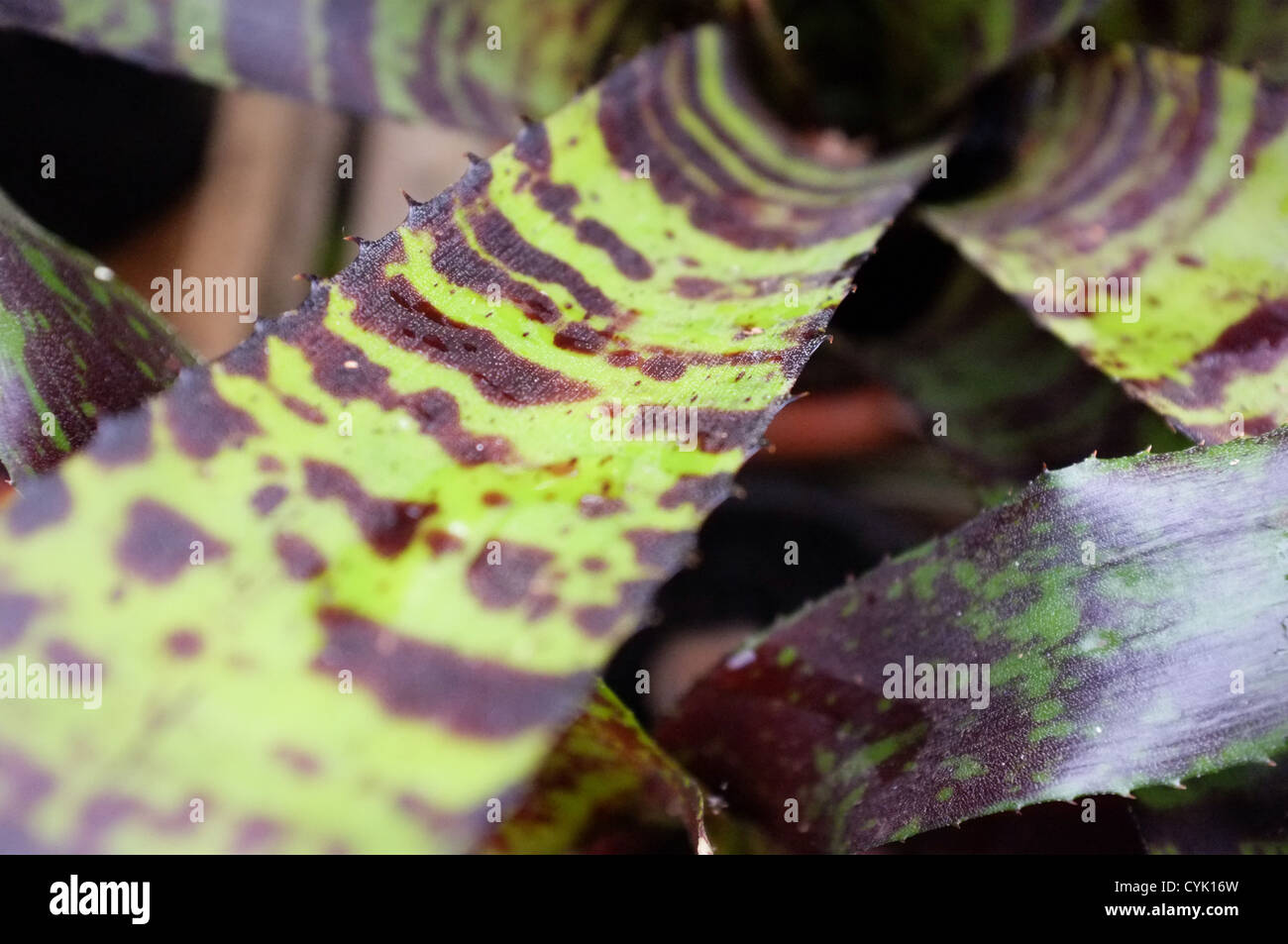 Neoregelia Hannibal Lector leaf dettaglio Foto Stock