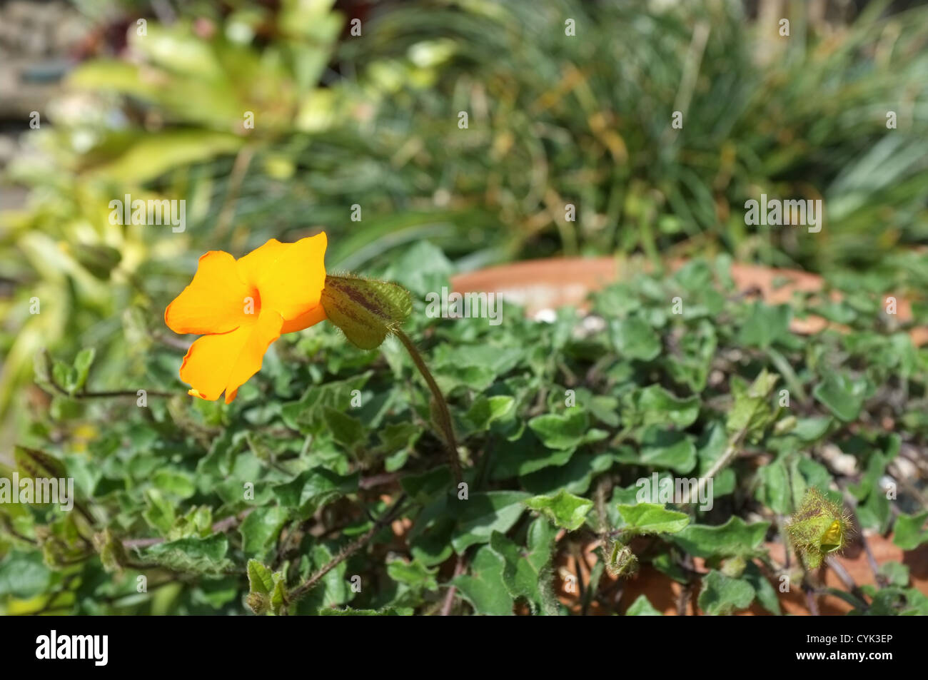 Thunbergia gregorii (arancione clockvine) - Close up fiore dettaglio Foto Stock
