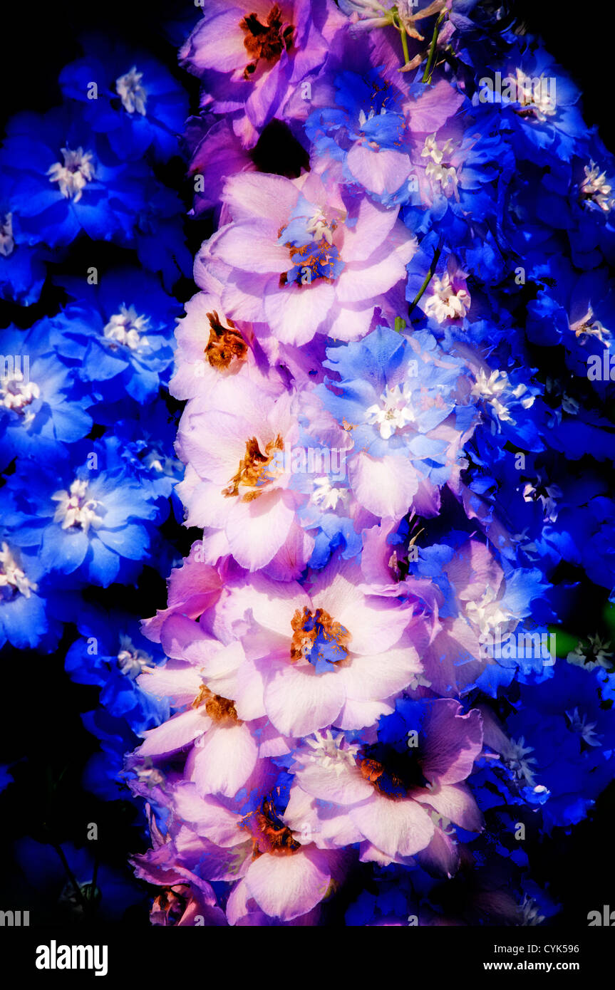 Un montaggio di fiori Delphinium Foto Stock