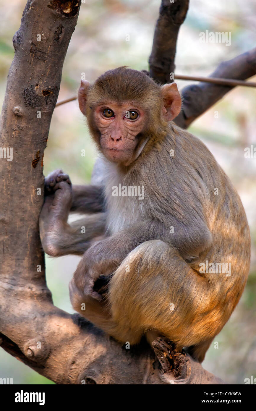Macaco Rhesus Foto Stock