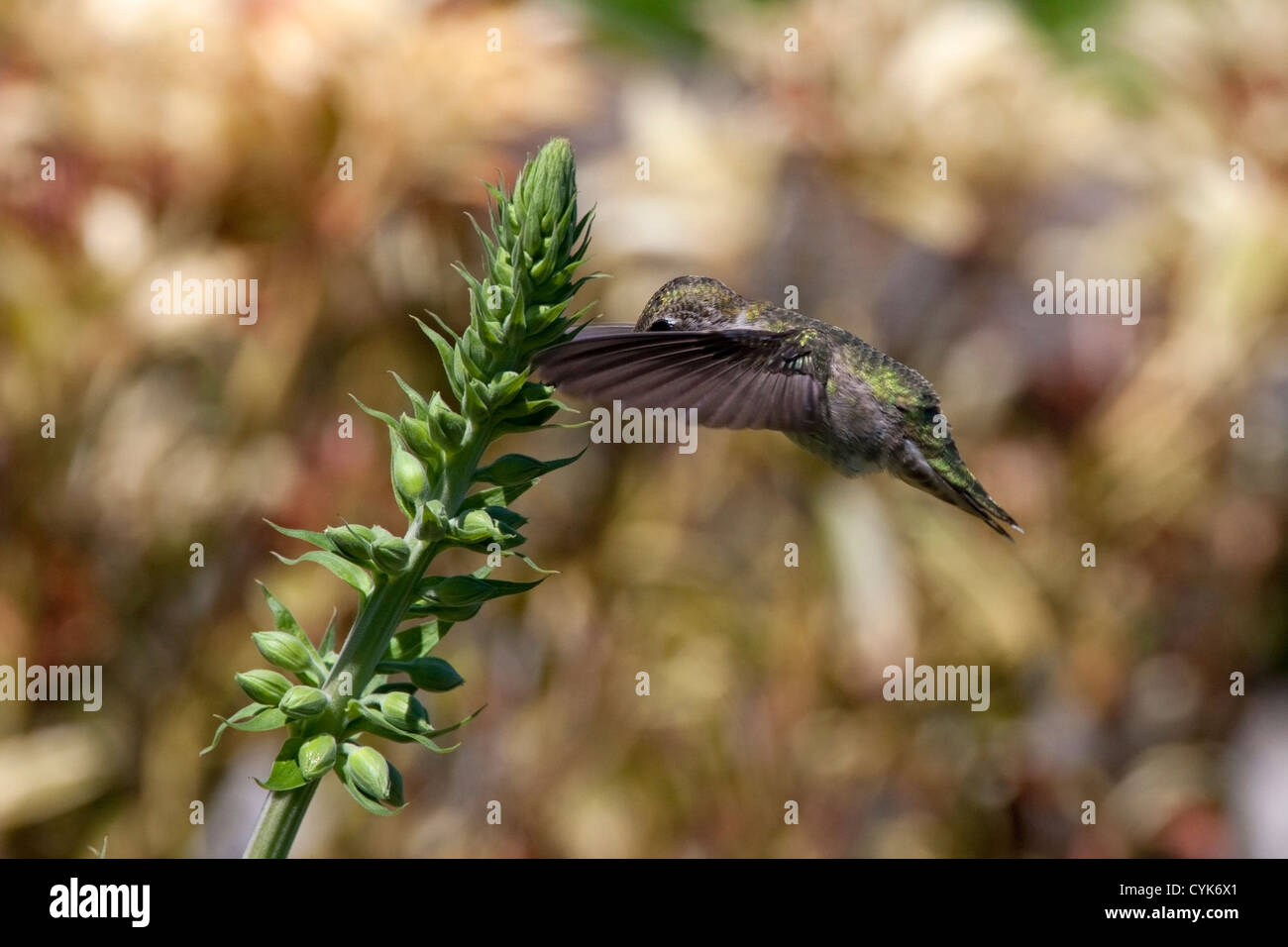 Anna (Hummingbird Calypte anna) passando in prossimità di un impianto di Nanaimo, Isola di Vancouver, BC, Canada in giugno Foto Stock