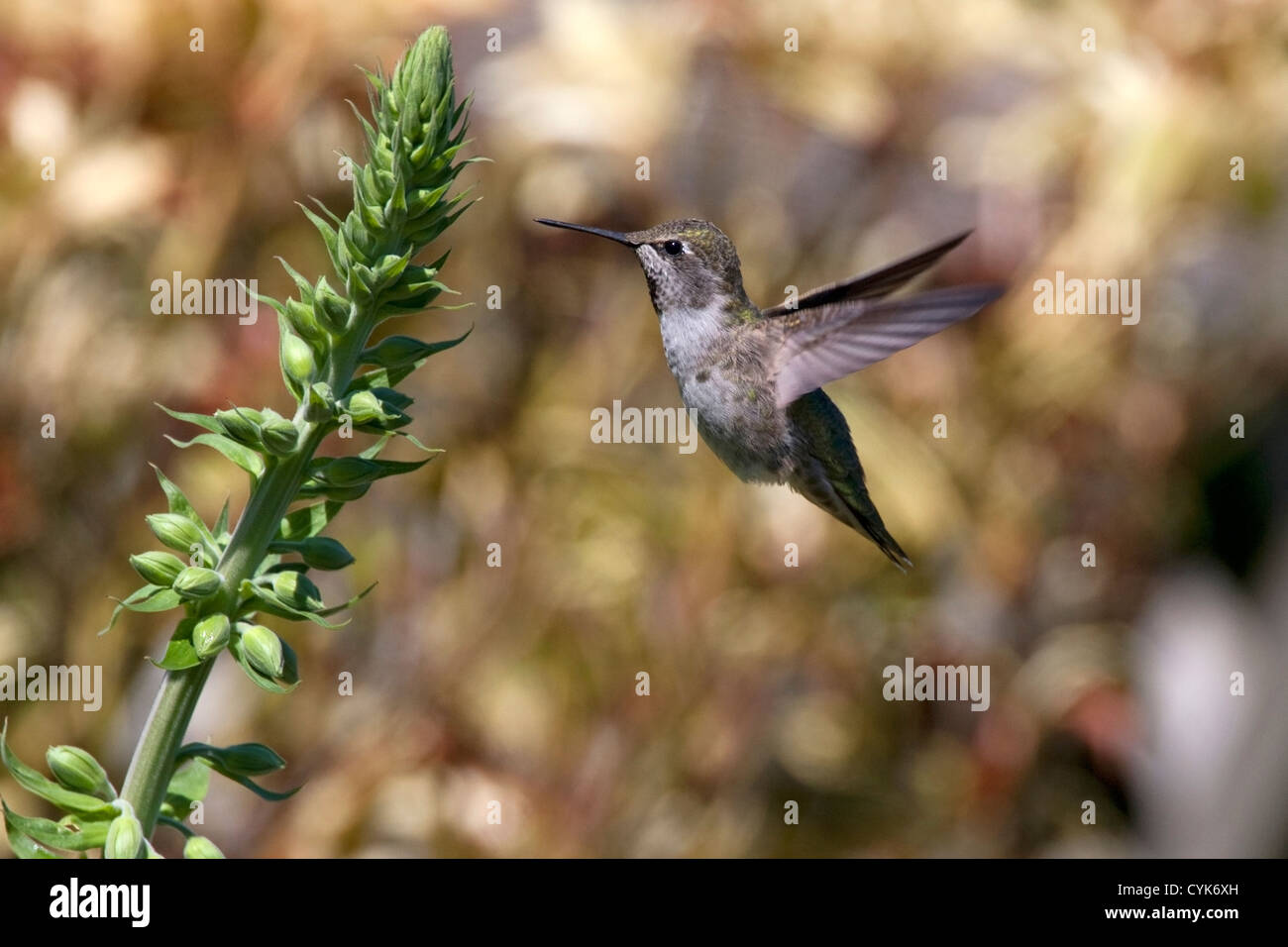 Anna (Hummingbird Calypte anna) passando in prossimità di un impianto di Nanaimo, Isola di Vancouver, BC, Canada in giugno Foto Stock