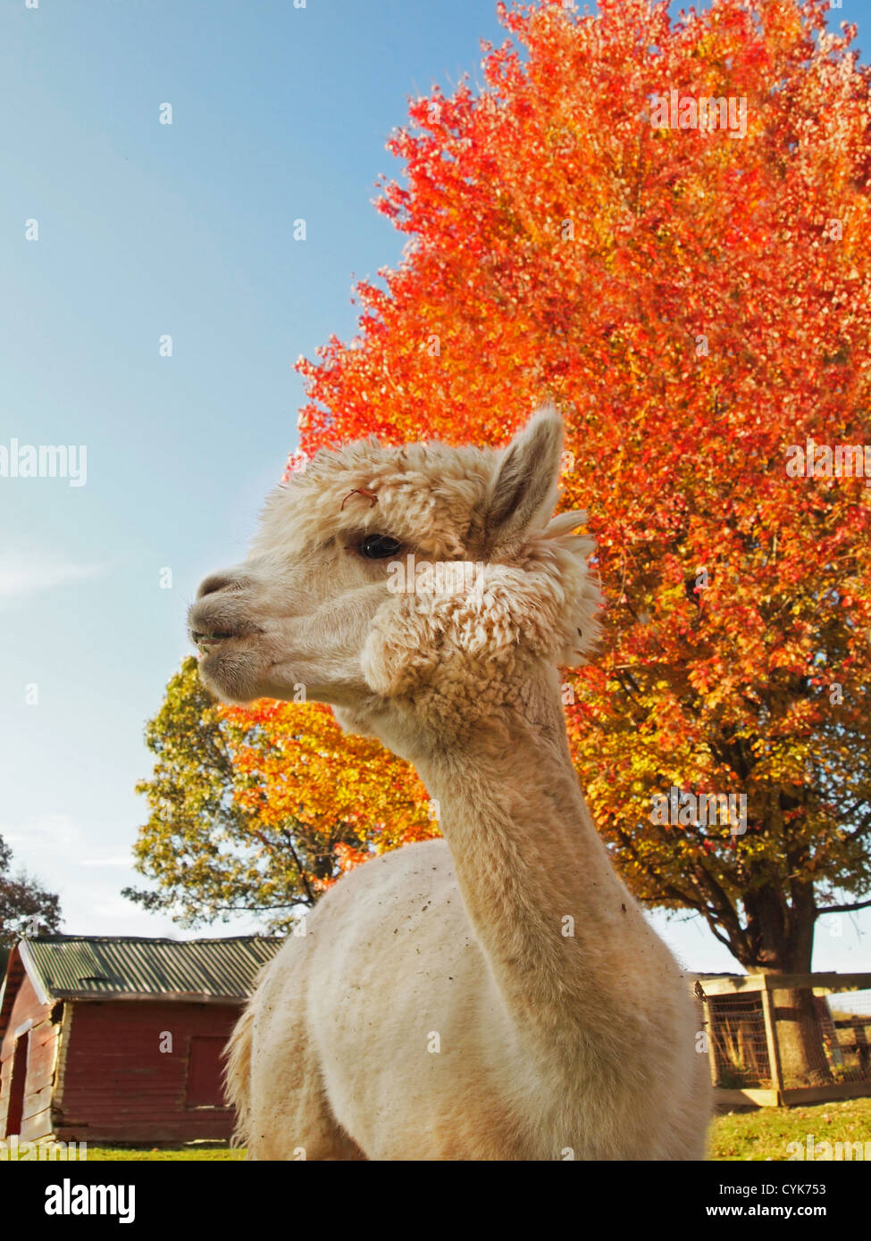 Un bianco alpaca sguardi off premurosamente davanti una vibrante arancio ed un piccolo fienile rosso, su una fattoria in autunno. Foto Stock